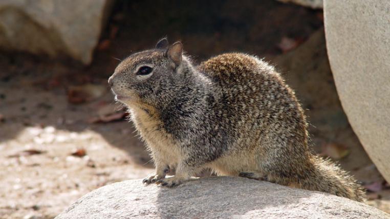 CA_Ground_Squirrel_-Howcheng-bysa-s.jpg