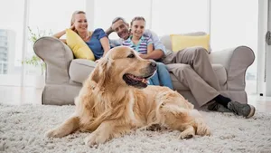 Familienidylle mit Golden Retriever: Um Haustiere zu halten, brauchen Wohnungsmieter das Einverständnis des Vermieters.