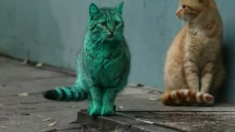 greencat.png