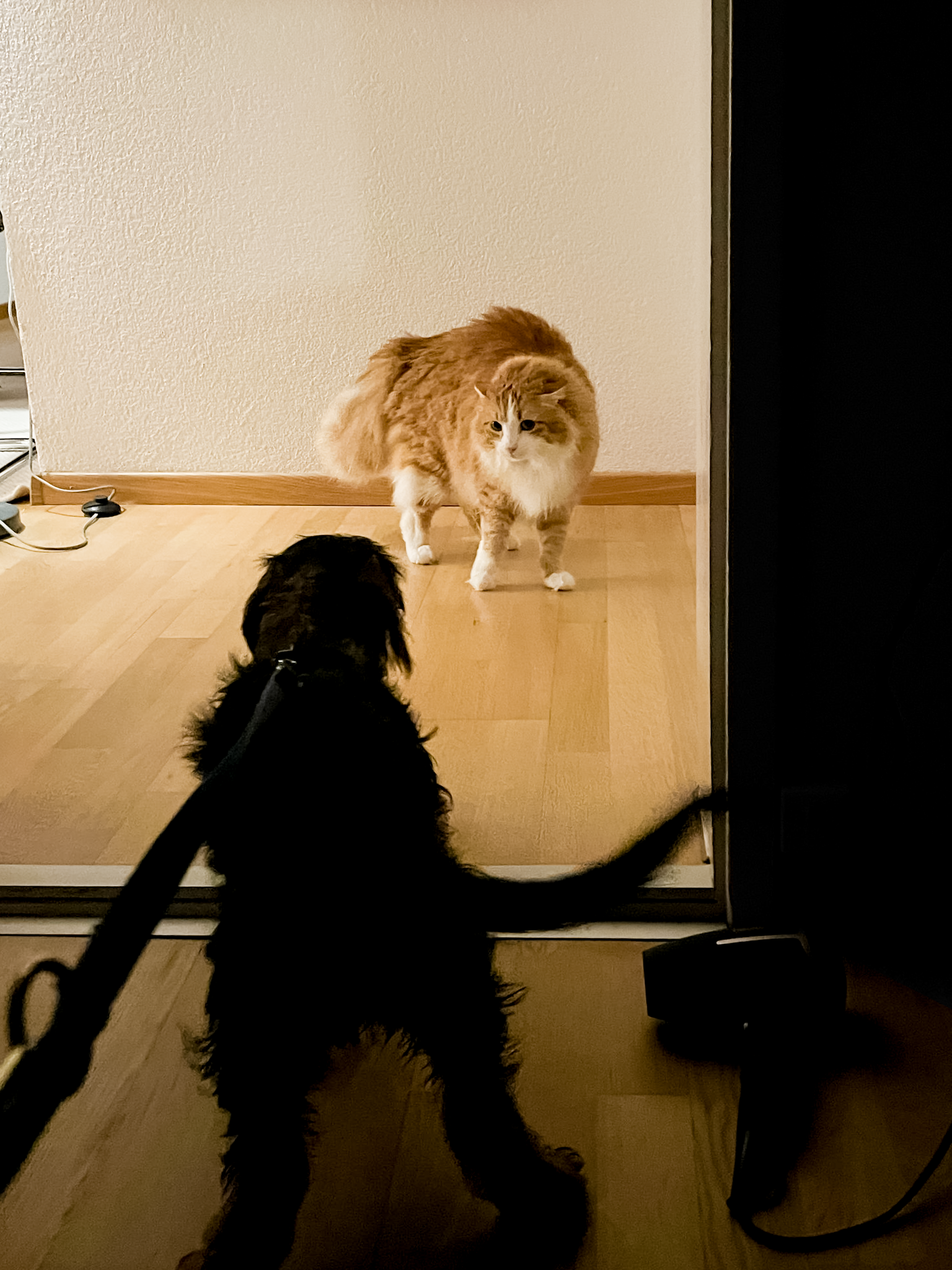 Erste Katzenkontakte