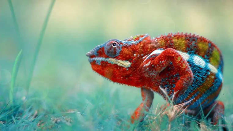 a8c3bd4156f6f8f6907ac5f4a28056509fc776d8 Chameleon