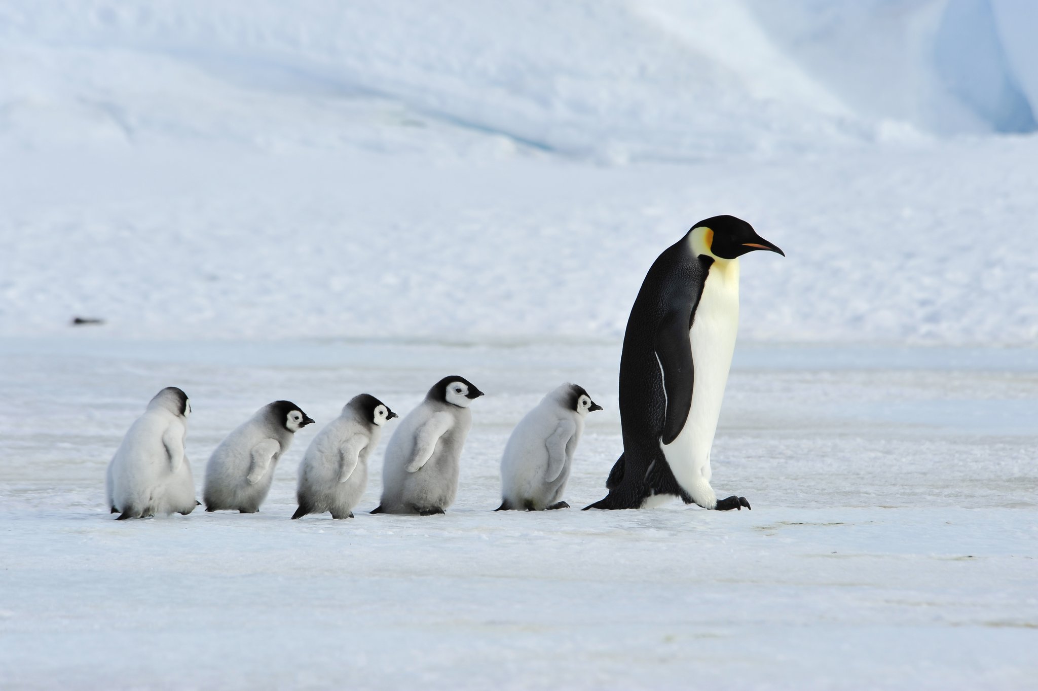 Pinguinen läuft die Zeit davon