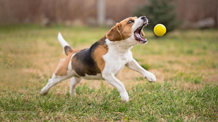 Hund mit Ball