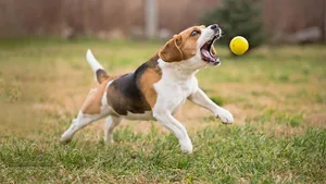 Nur noch Augen für den Ball: Das kann Hunden gefährlich werden.
