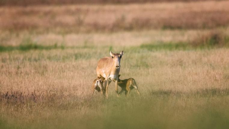 Saiga-Antilope mit zwei Kälbern