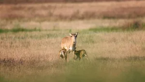 In den letzten Jahren kamen bei den Saiga-Antilopen viele Kälber zur Welt.