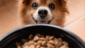 Die Vorfreude aufs Futter ist jeweils gross. Mit einer neuen Darreichungsform wird aber auch der Kopf des Hundes aktiviert.