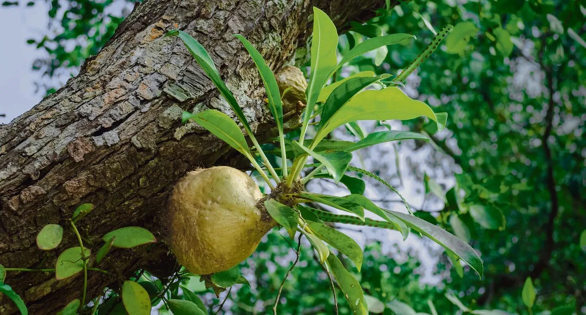 0acac8155c6ee1c371cee9ad43691afc2add618a6783cecef3354929ec92faaa Myrmecodia-Pflanzen wachsen epiphytisch an Baumstämmen und beherbergen Ameisen in ihren Knollen.