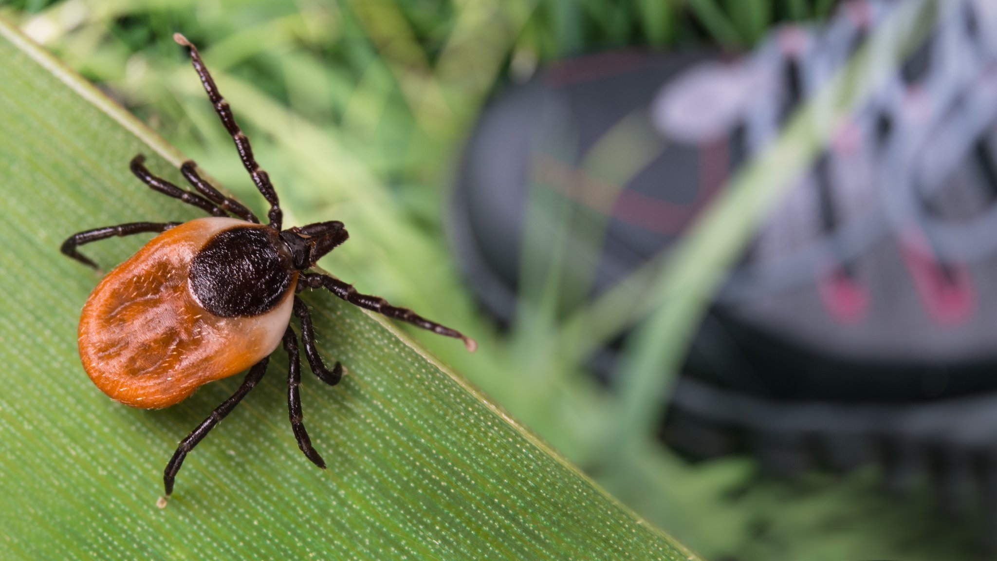 Die Zecken-Saison ist vorbei? Auch im Herbst herrscht noch Gefahr