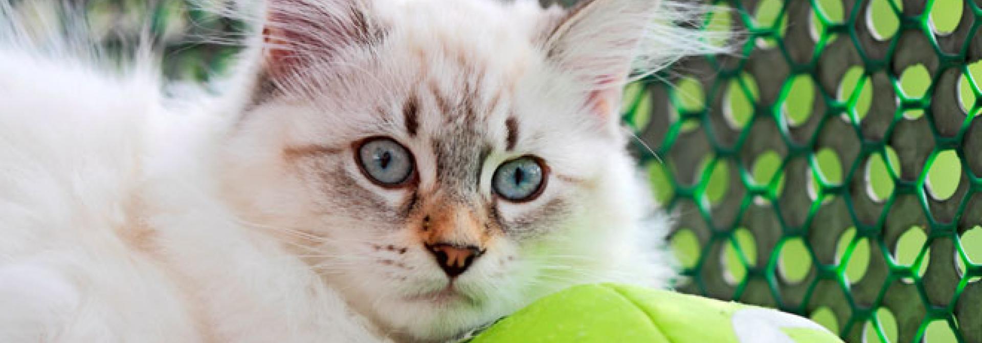 katze-aussengehege.jpg