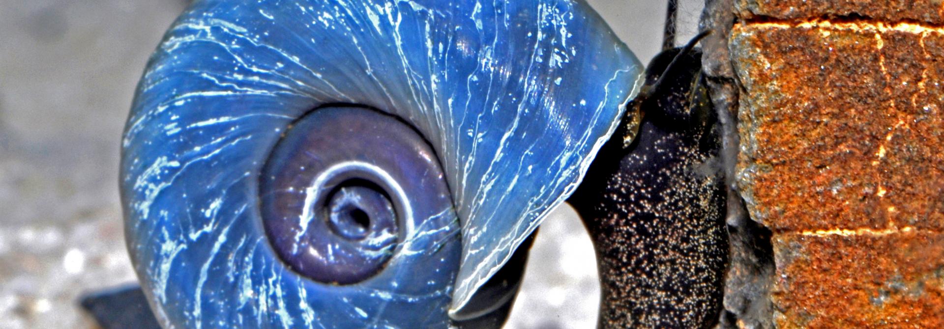 wasserschnecke.jpg