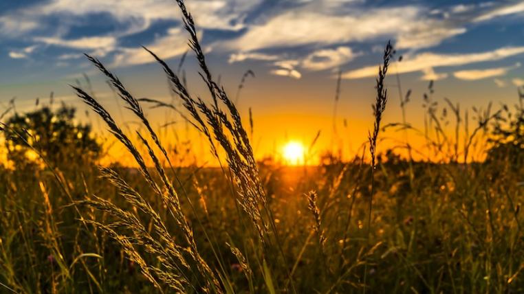 Landwirtschaft