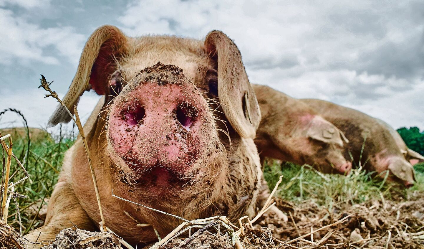 Schweine gehören zu den intelligentesten Säugetieren unseres Planeten.