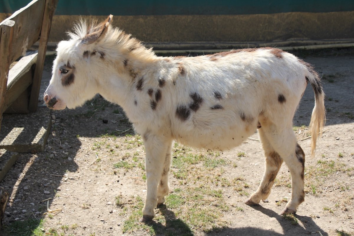 Amerikanischer Miniesel im Bioparc Genf