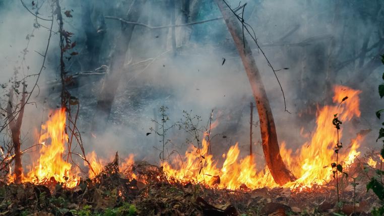 Feuer im Amazonas