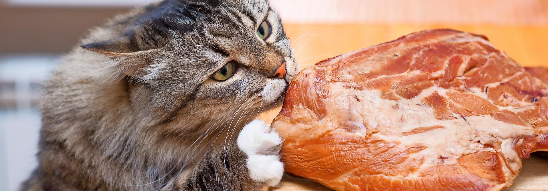 Katze stibitzt Fleisch vom Tisch