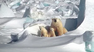 Der Lebensraum der Tiere in der Arktis schrumpft: Mit der Eisschmelze dringen nun auch Schiffe in ihren Lebensraum ein.
