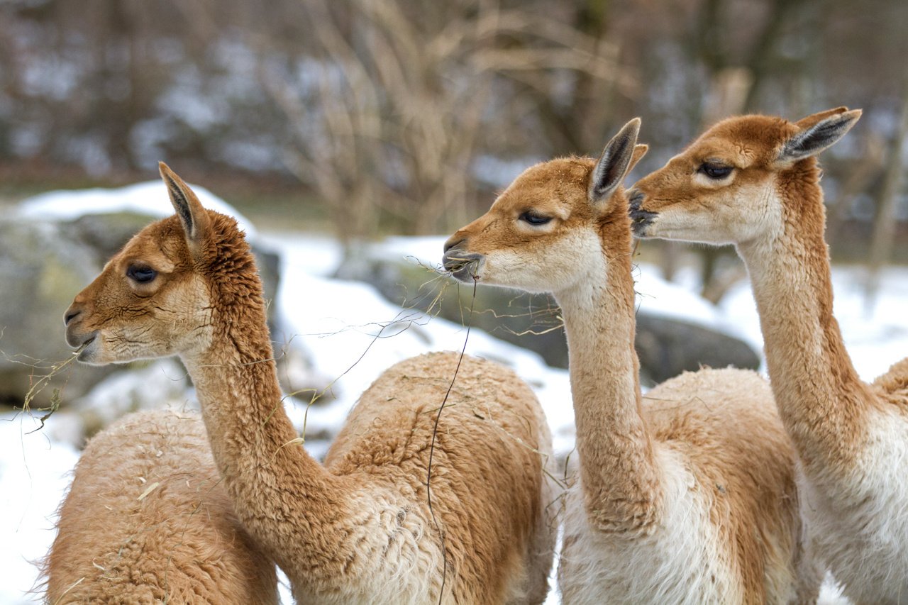 Die wild lebenden Andenkamele