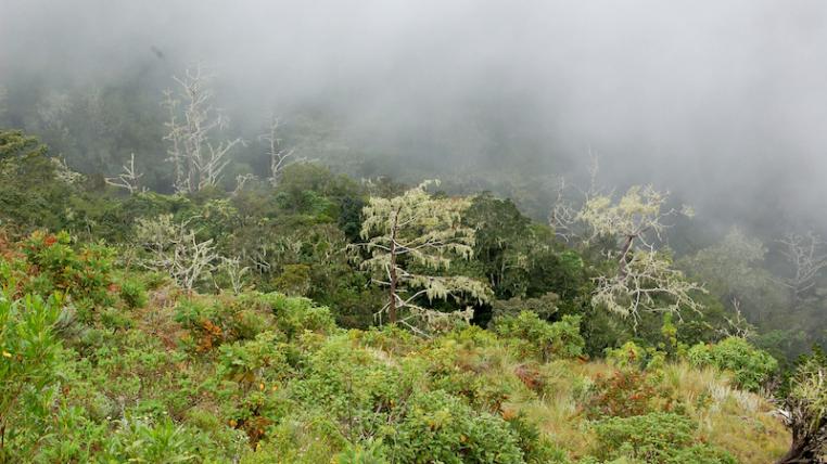 Wald2.jpg