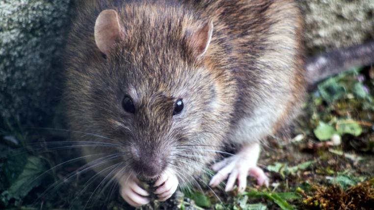 Ratte