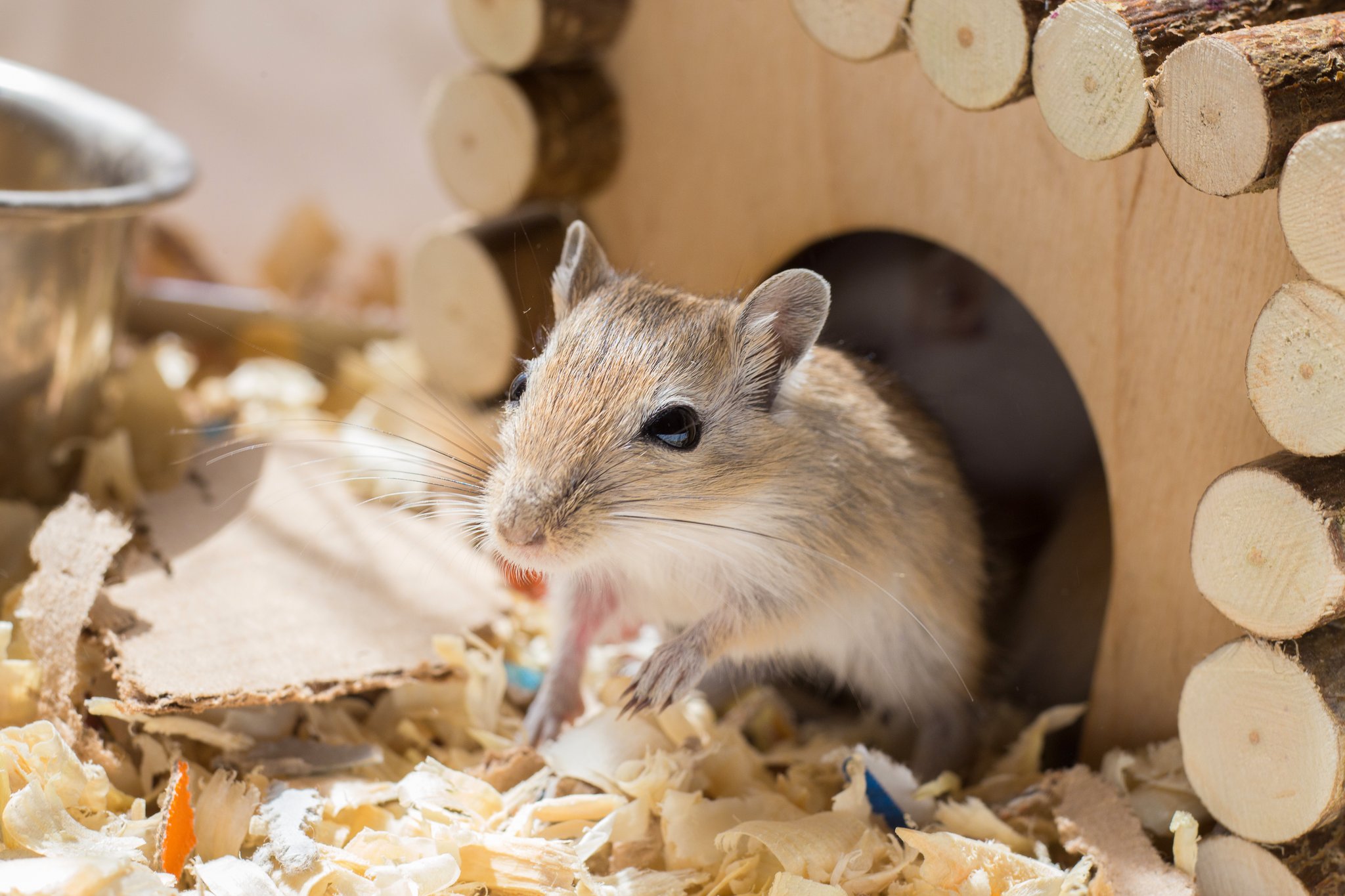 Rennmaus
