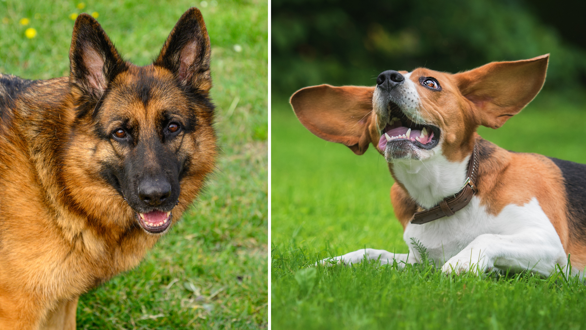 Warum gibt es verschiedene Hundeohren?