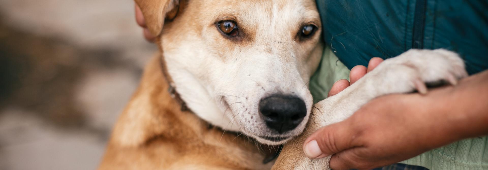 Hunde lehnt an Herrchen