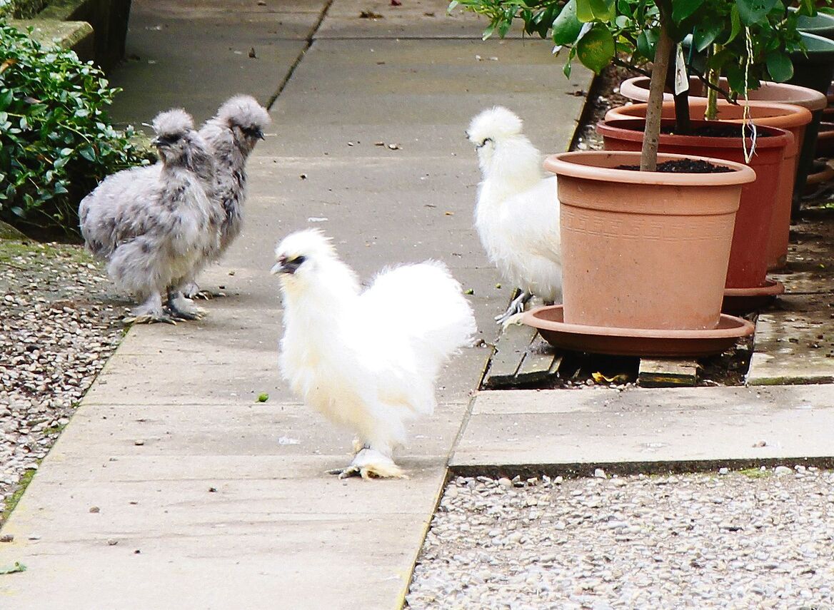 Flauschige Seidenhühner
