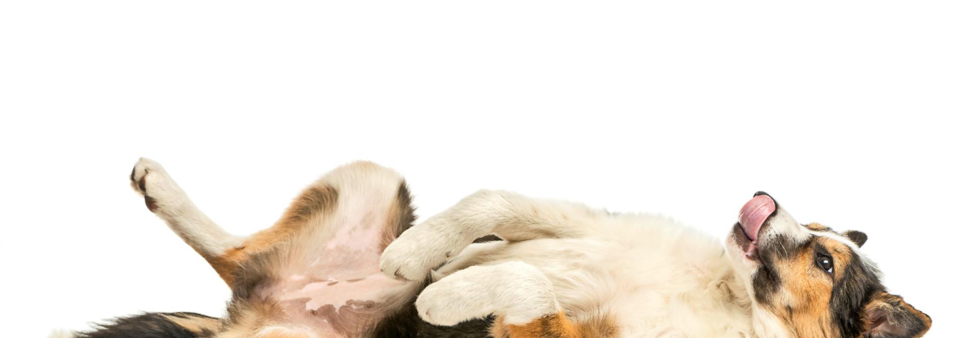 hunde-bauch-streicheln.jpg