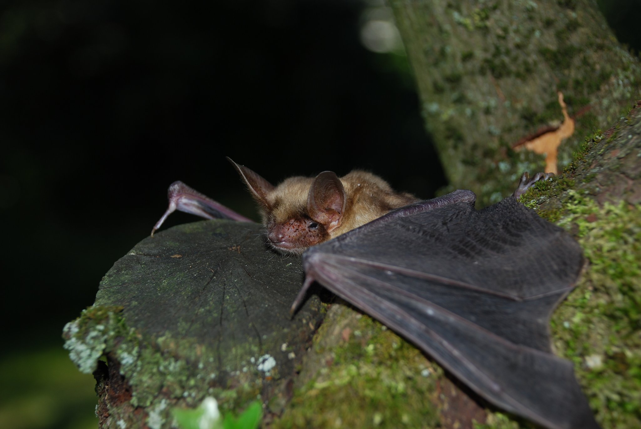 Fledermäuse erleben an der diesjährigen «Bat Night»