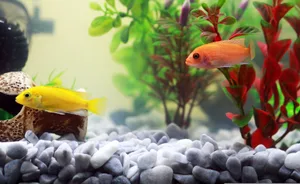 Viele Fische sind nichts für Anfänger.
