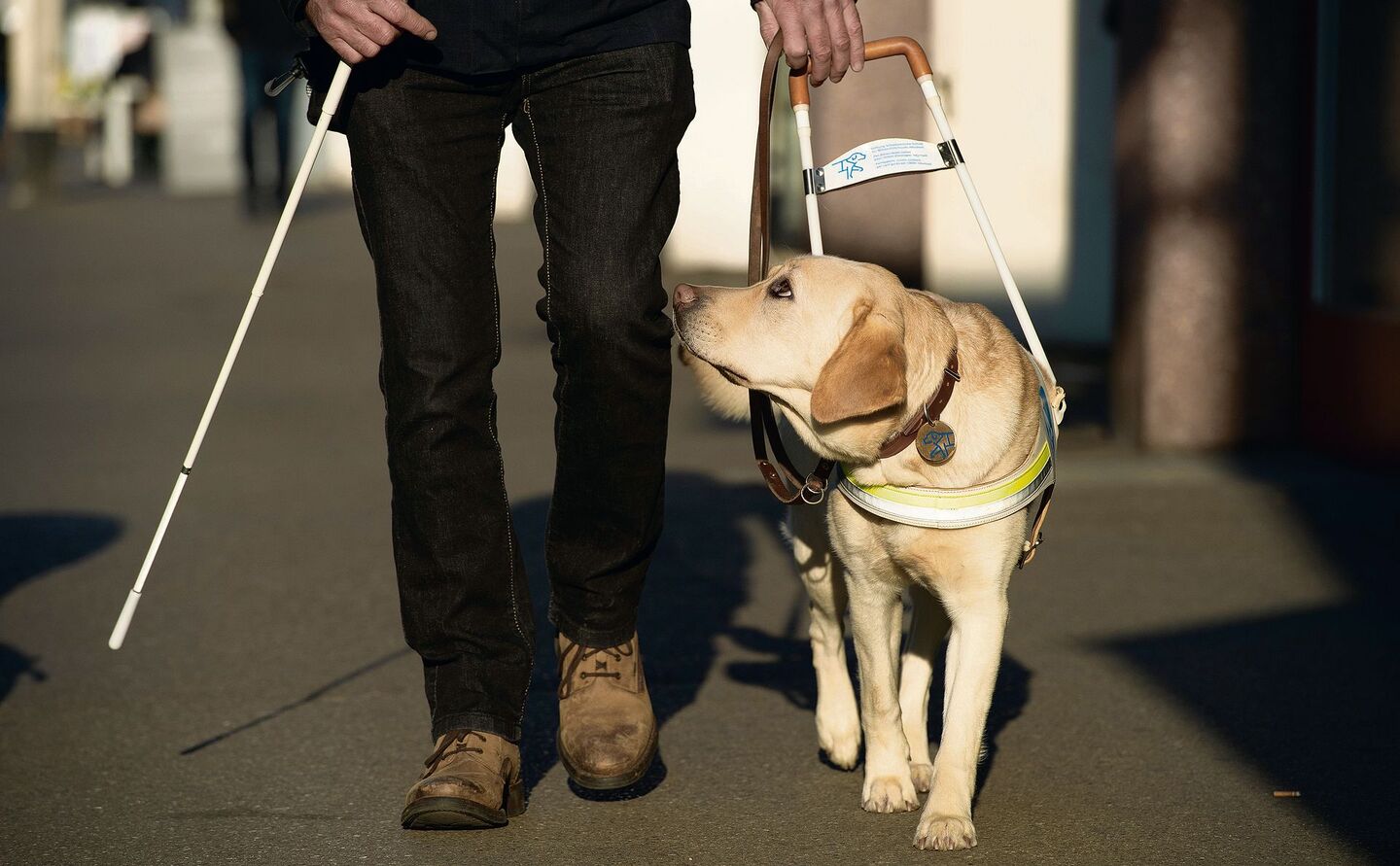 Blindenhund