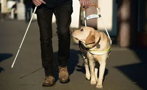 Blindenhunde sind dazu in der Lage, ihre Menschen sicher im Alltag unterwegs zu führen.