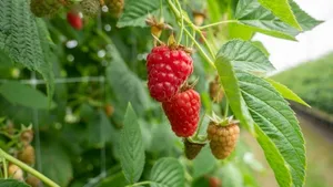 Schweizer Himbeeren sind ab jetzt bis Ende September erhältlich.