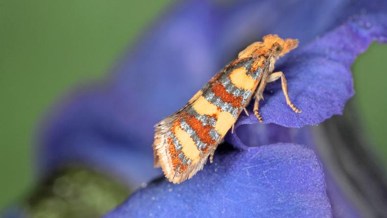 Imago von Aethes aurofasciana