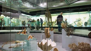 Geplant ist, das zoologische Museum mit weiteren Museen der Universität Zürich zusammenzulegen.