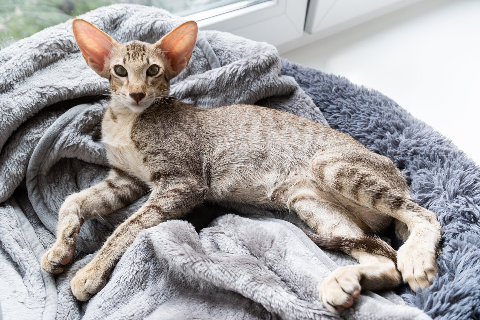 Orientalisch Kurzhaar: Eine neugierige, gesellige und anhängliche Katze