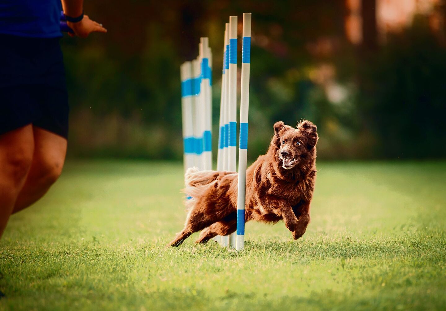 FUnsport Hunde
