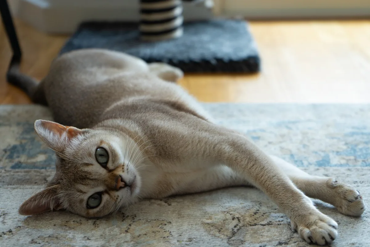 shutterstock_1420251383 Singapura: Die kleinste Katzenrasse der Welt