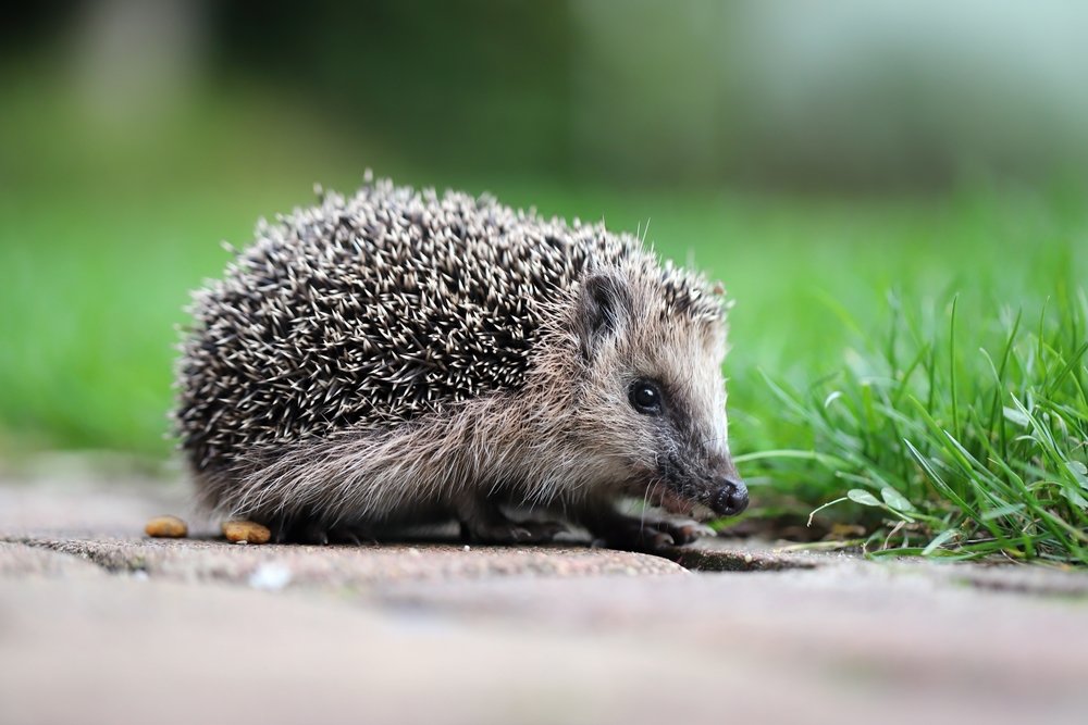 Igel erstmals auf der Liste der bedrohten Arten