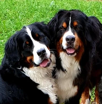 f0f1da4eeb7589af9c8ec1f07e60768861c0977f Beste Hundefreunde