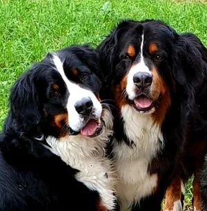 Gina und Dolce sind ein Herz und eine Seele.