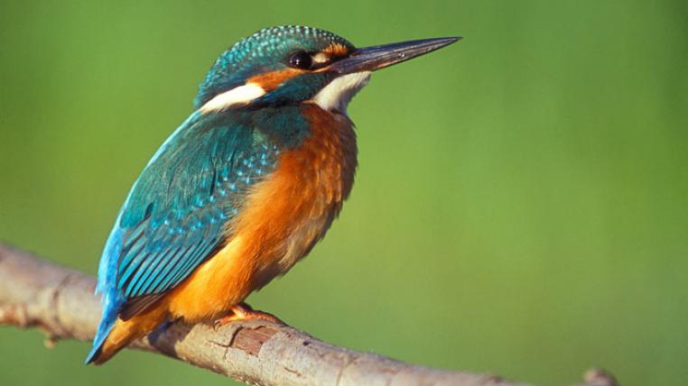 Alcedo_atthis_Lukasz_Lukasik-ccbysa_s.jpg