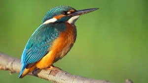 Die renaturierten Ufer der Alten Aare sollen dem Eisvogel einen Lebensraum bieten.