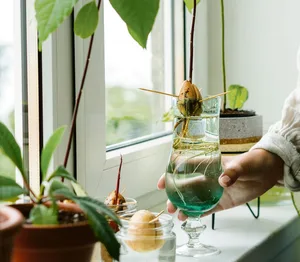 Bis Avocadokerne im Wasserglas anwurzeln, kann es lange dauern.