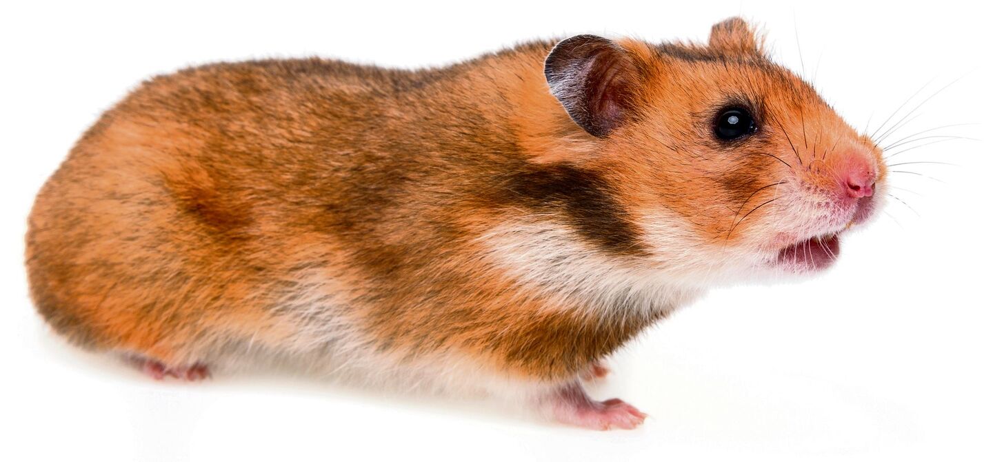 Goldhamsterpartner dürfen sich nur unter Aufsicht annähern, sonst endet die Begegnung meist für das Männchen tödlich.