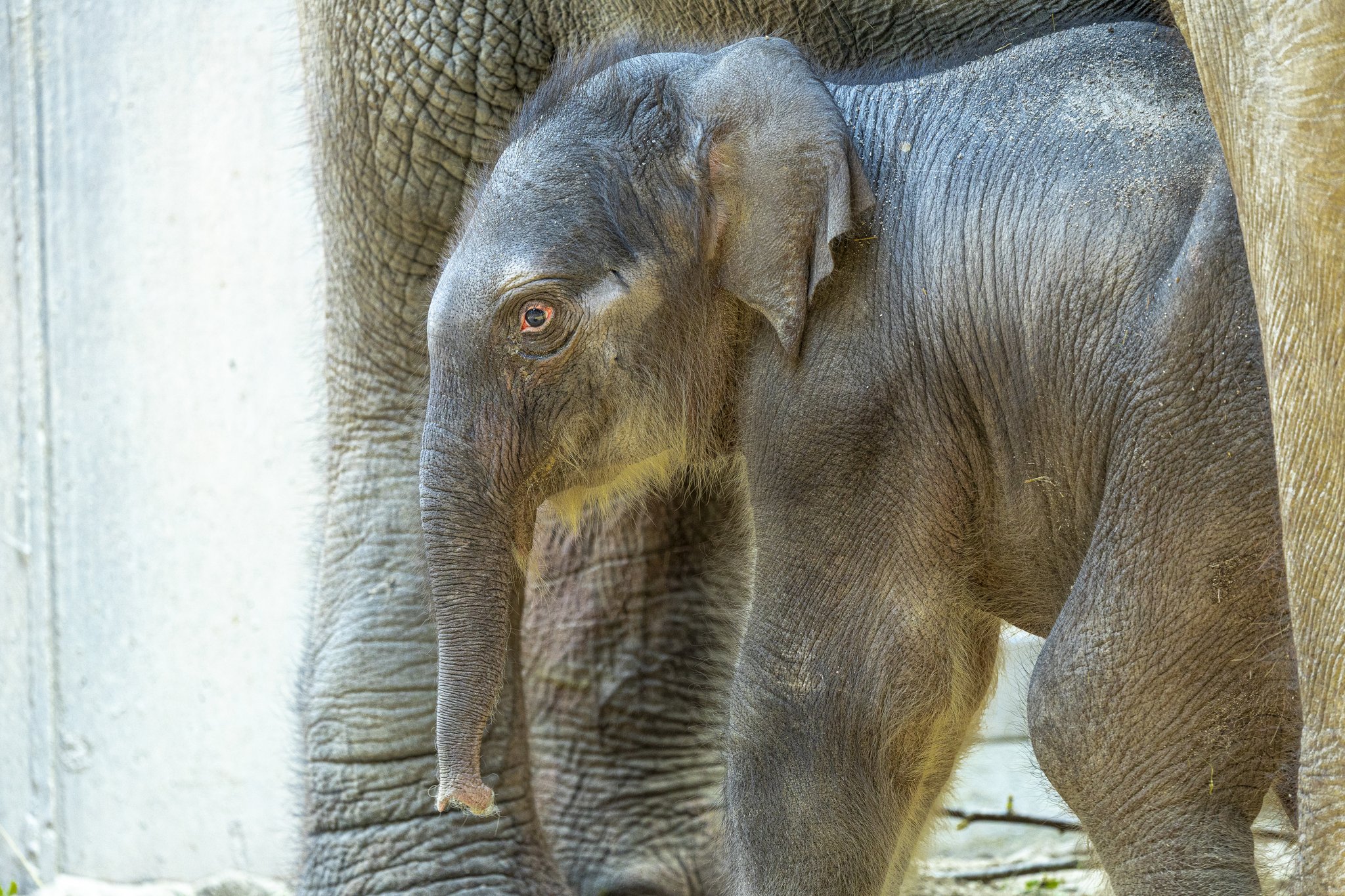 Zoo Zürich gibt Namen des männlichen Elefanten-Jungtieres bekannt