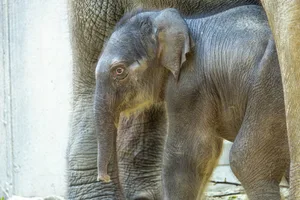 Zali wurde am 19. April 2025 um genau 2:22 Uhr im Kaeng Krachan Elefantenparks im Zoo Zürich geboren.