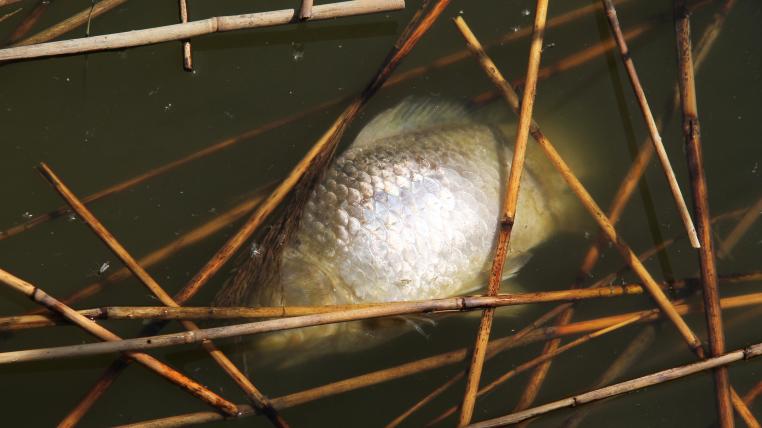 Fischsterben