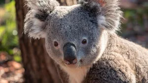 Traurig: Der süsse Koala Milo starb letzten Donnerstag.